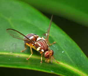 Insects, Bugs &amp; Beetles