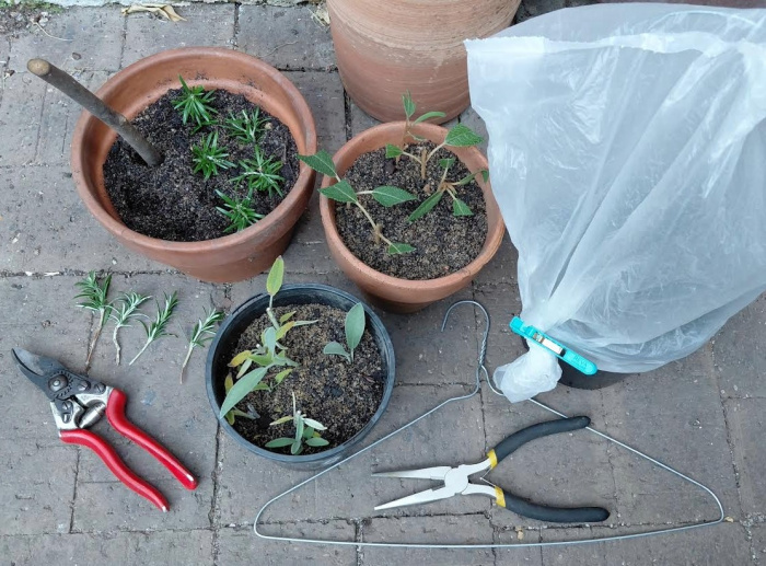 Image for Cool Season Gardening and Propagation