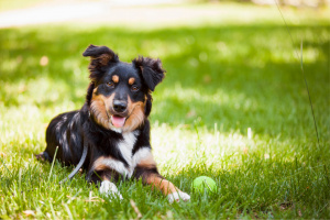 Border Collie