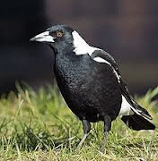 Magpie bird