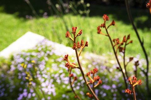 Kangaroo Paw Verge Garden 480x320