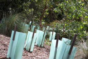 Tree planting Istock