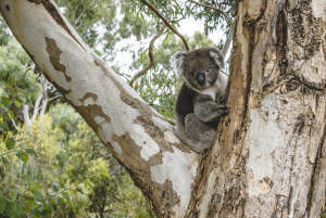 koala in tree